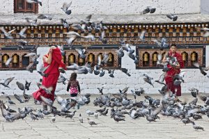 Monks feeding Pigeon